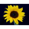 Sunflower - Black Center